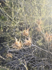 author not stated, no rights reserved Datura quercifolia, photograph author not stated, no rights reserved