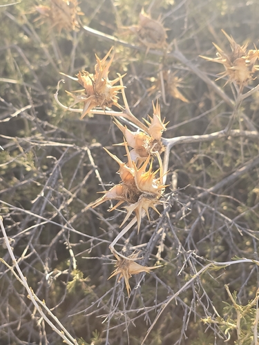 Datura quercifolia, photograph 5