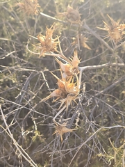 author not stated, no rights reserved Datura quercifolia, photograph author not stated, no rights reserved