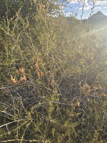 Datura quercifolia, photograph 6