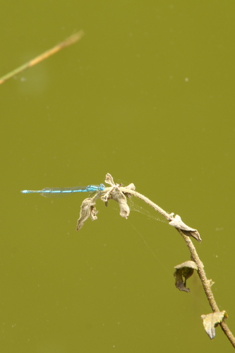 Goblet-marked Damselfly