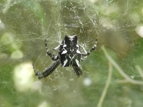 Tropical Tent-web Spider