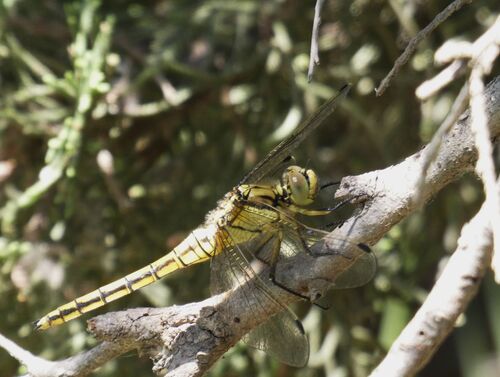 Black-tailed Skimmer