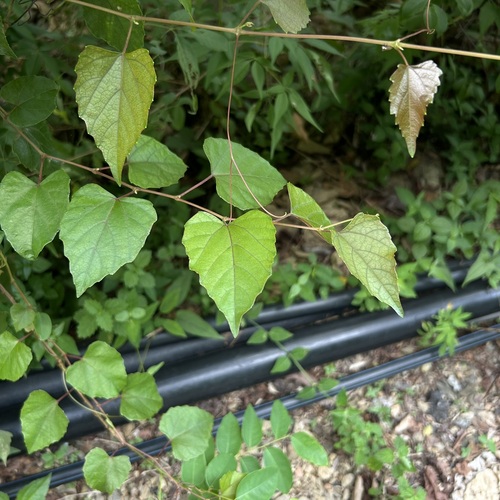 Vitis flexuosa iNat (2)
