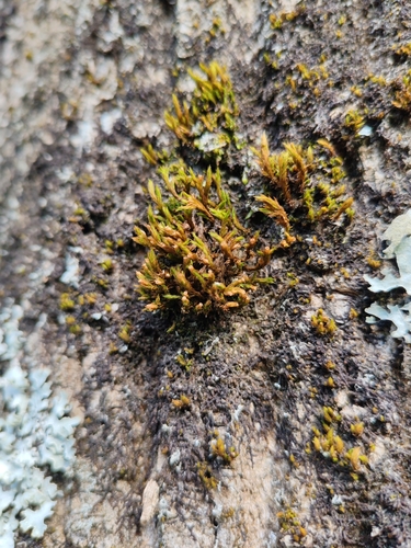 Lewinskya striata observed 2026-07-02