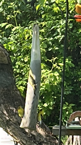 American Goldfinch