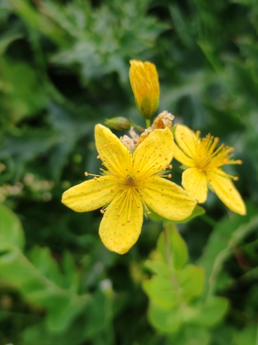 Hypericum richeri, photograph 4