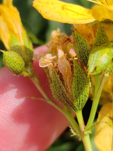 Hypericum richeri, photograph 5