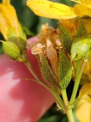 Hypericum richeri, photograph (c) Ljaž, some rights reserved (CC BY)