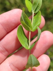 Hypericum richeri, photograph (c) Ljaž, some rights reserved (CC BY)