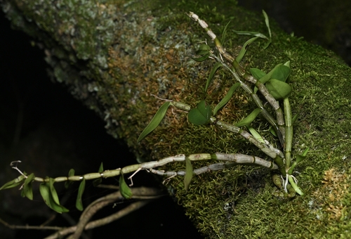 Dendrobium officinale