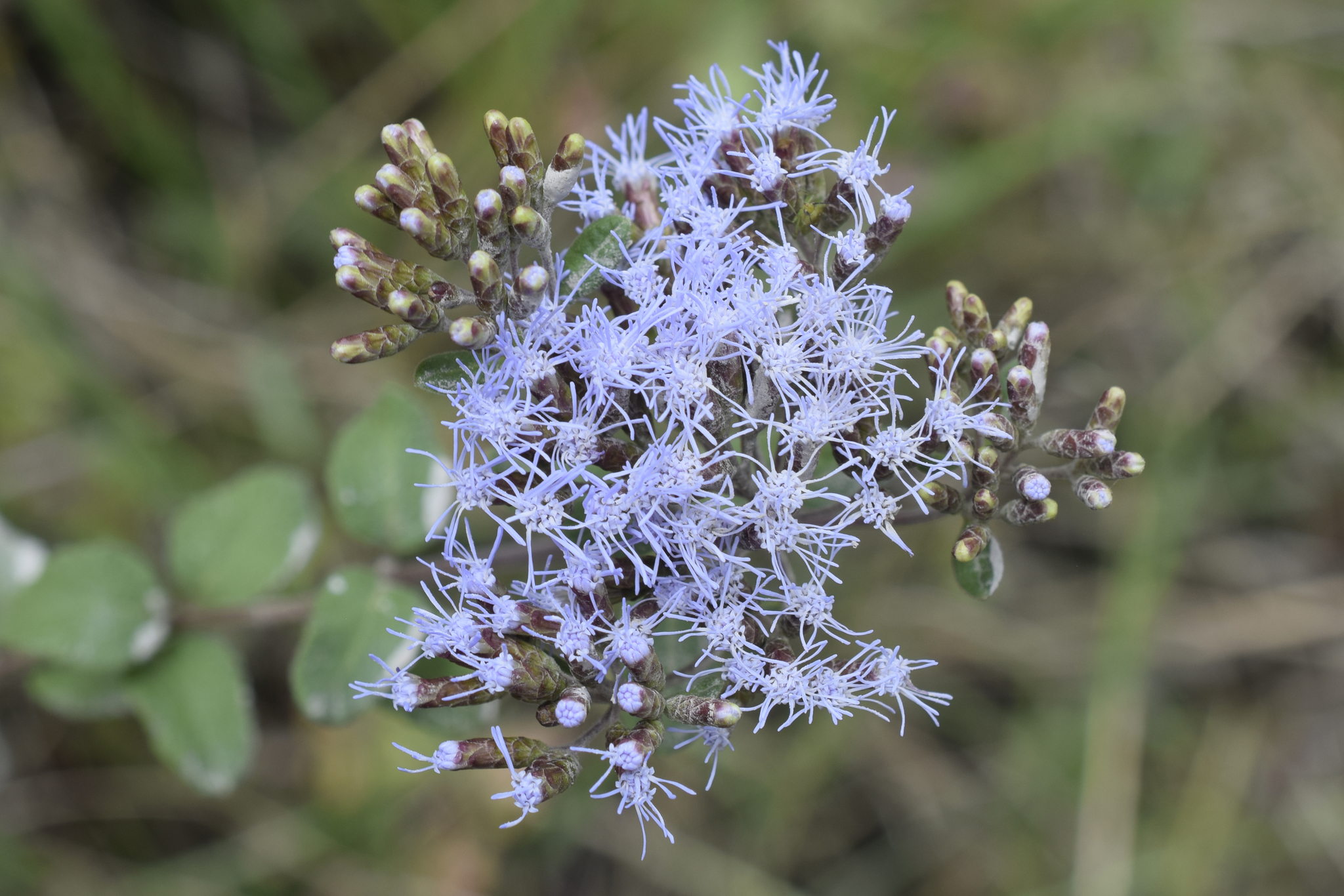 Aristeguietia lamiifolia image