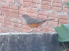 Turdus rufiventris