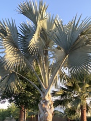 Bismarckia