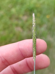 (c) Ljaž, some rights reserved (CC BY) Alopecurus geniculatus, photograph (c) Ljaž, some rights reserved (CC BY)