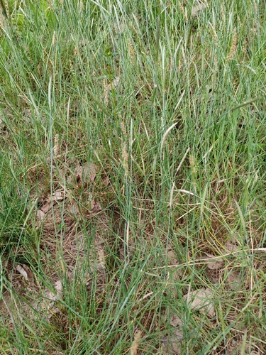 Alopecurus geniculatus, photograph 3