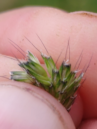 Alopecurus geniculatus, photograph 5