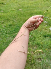 Alopecurus geniculatus, photograph (c) Ljaž, some rights reserved (CC BY)