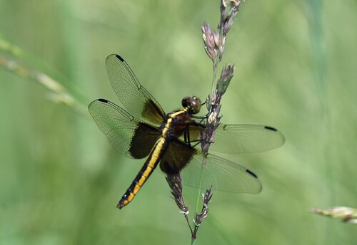 Widow skimmer