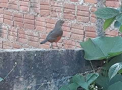 Turdus rufiventris