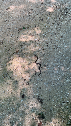 Smooth Snake