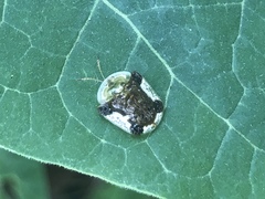 Helocassis testudinaria