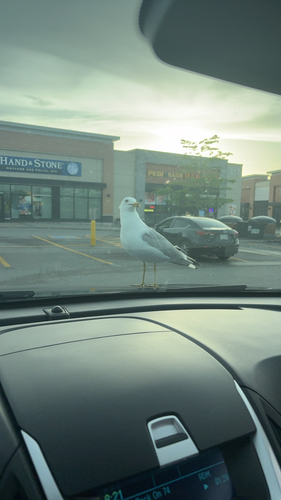 Ring-billed Gull