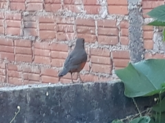 Turdus rufiventris