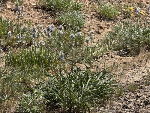 Frasera albicaulis