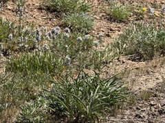 Frasera albicaulis