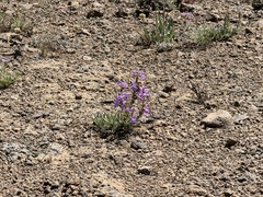 (c) James H. Thomas, some rights reserved (CC BY) Penstemon gairdneri, photograph (c) James H. Thomas, some rights reserved (CC BY)