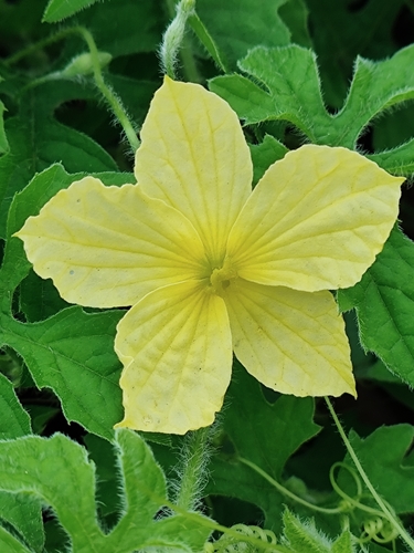 Bitter Melon