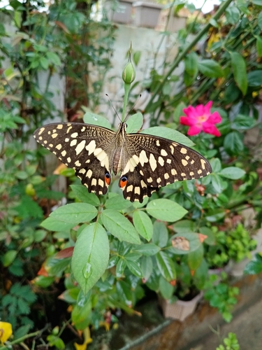 Lime Swallowtail