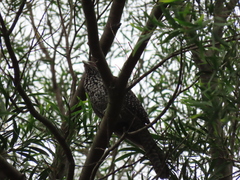 Eudynamys scolopaceus