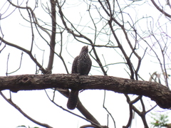 Eudynamys scolopaceus