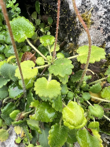 Saxifraga hirsuta, photograph 6