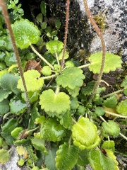 Saxifraga hirsuta, photograph (c) Hannah Rogers, some rights reserved (CC BY)