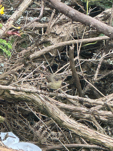 Canary Islands Chiffchaff