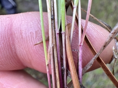 Calamagrostis rubescens, photograph (c) Matt Lavin, some rights reserved (CC BY-SA)