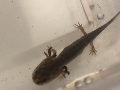 Ambystoma opacum