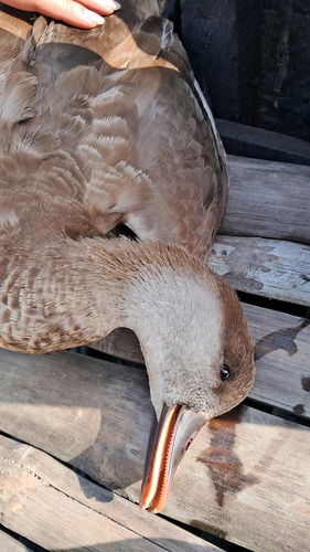 Red-crested Pochard