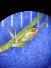 Carex radiata
