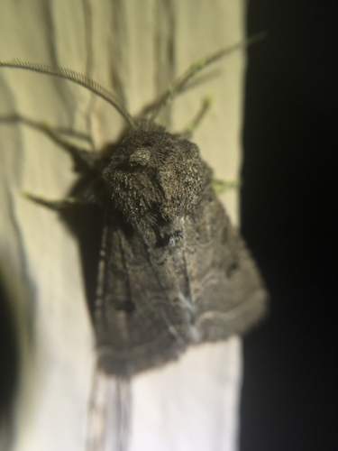Trichopolia melanopis