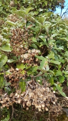 Olearia × macrodonta