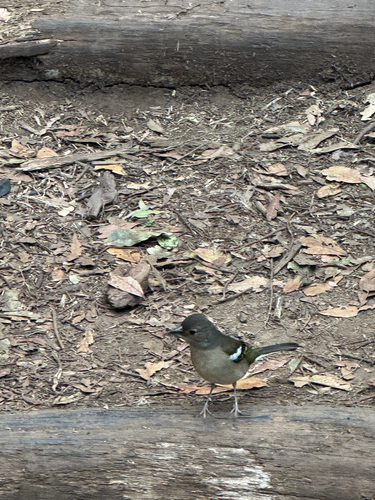 Canary Islands Chaffinch