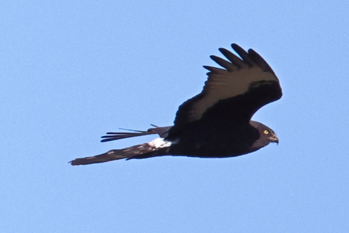 iNaturalist image