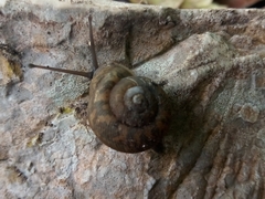 Plagioptycha strumosa