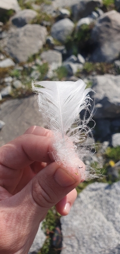 Plume de Lagopède alpin
