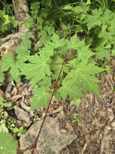 Acer tschonoskii observed 2026-07-01