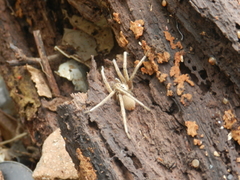 Ancylometes concolor